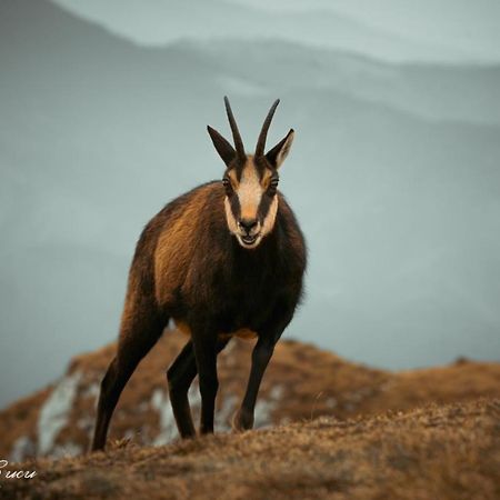 Pensiunea 3 Brazi Zărneşti Εξωτερικό φωτογραφία